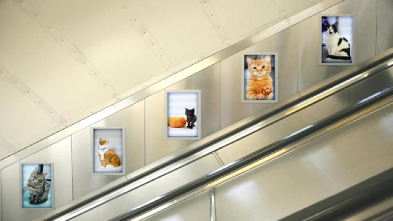 cats-london-advertising-05