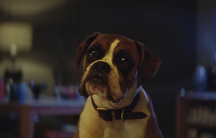 buster-the-boxer02